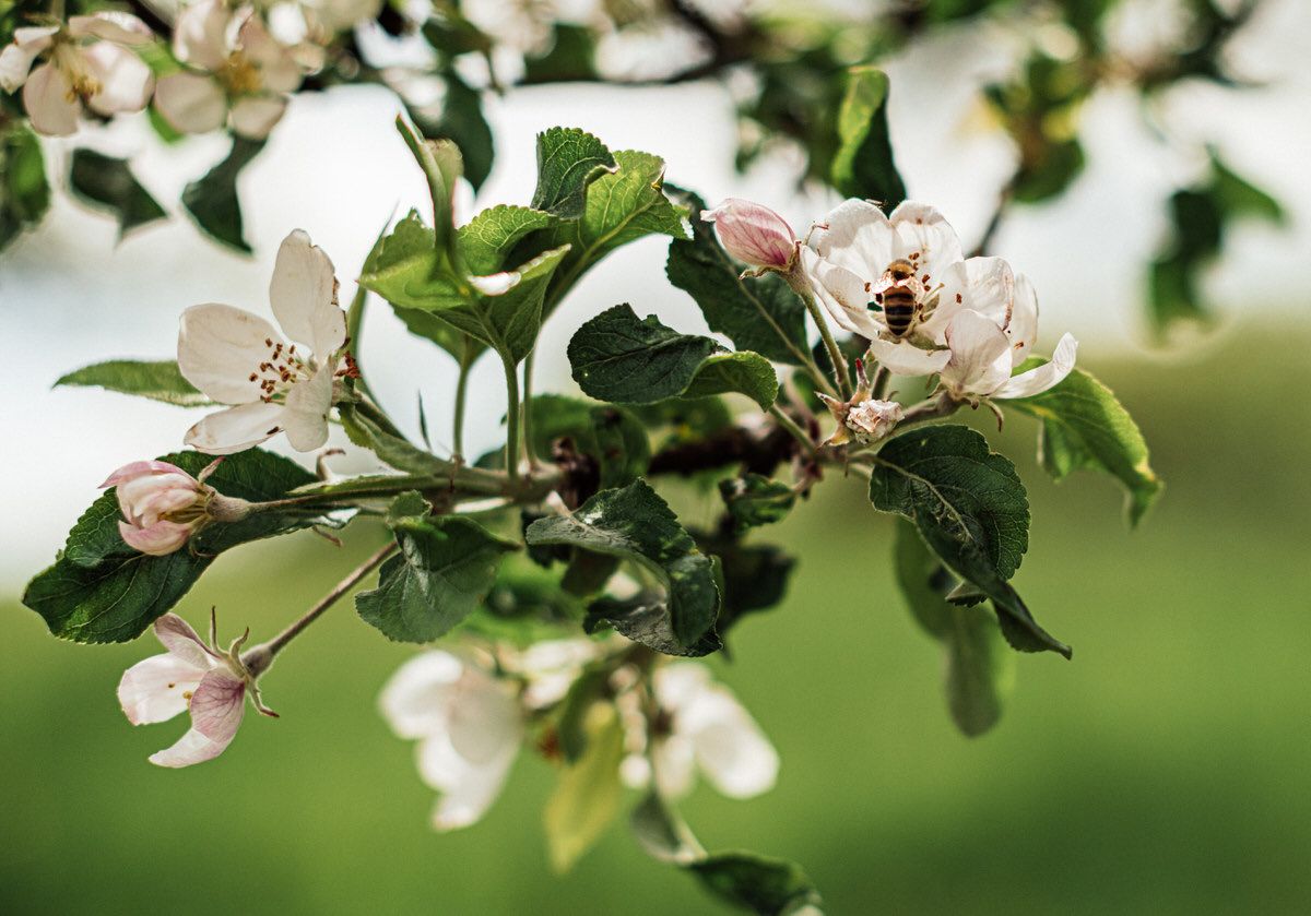 Apfelblüte mit Biene auf der Streuobstwiese