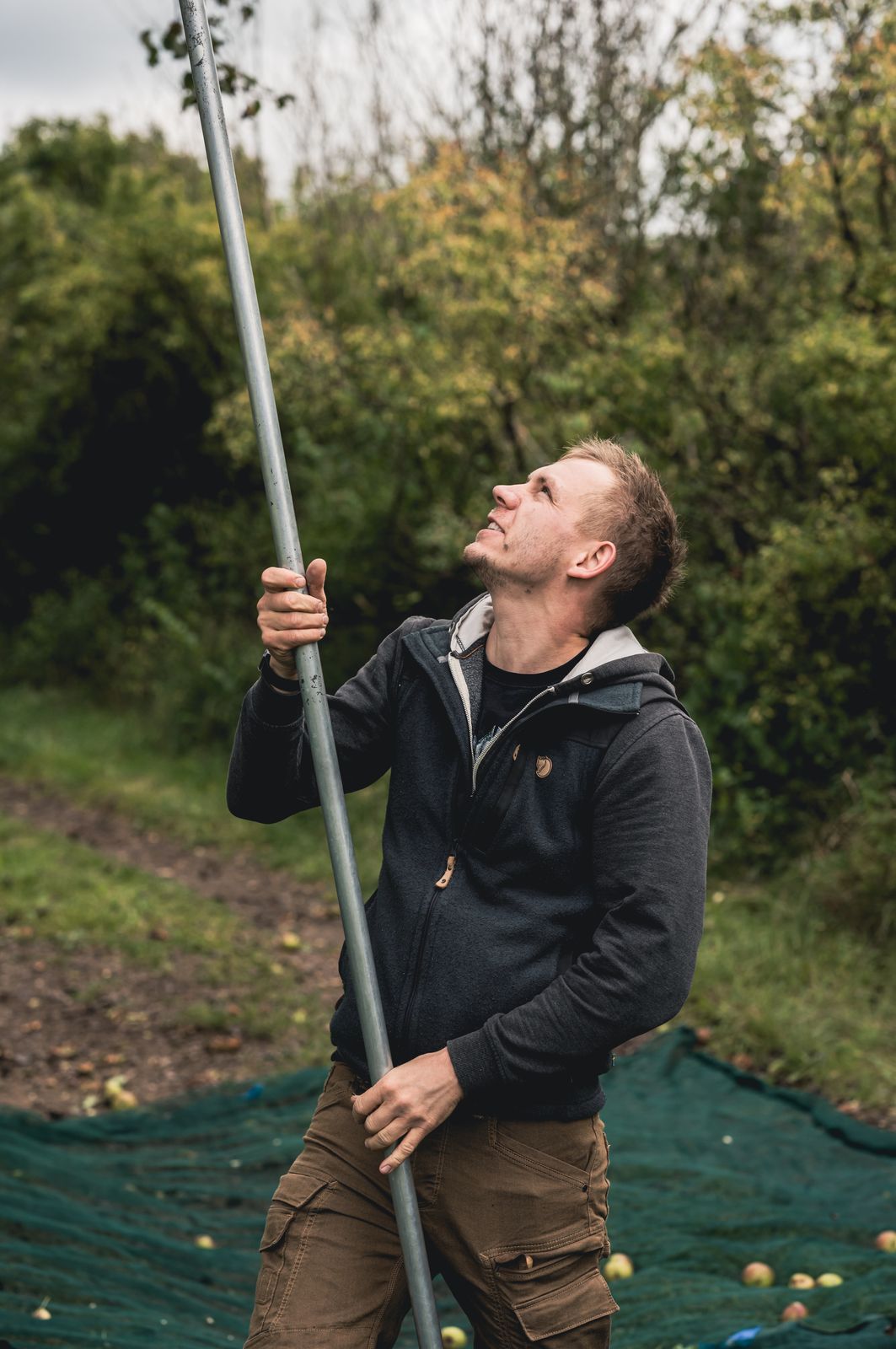 Maximilian Brezger schüttelt Birnen auf der Streuobstwiese vom Baum